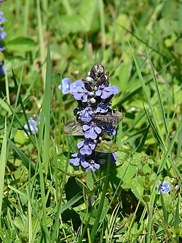 ajuga günsel,指出花,ajuga 匍匐 l