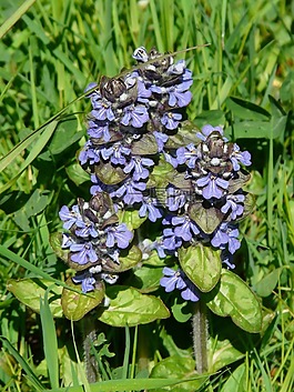 ajuga günsel,指出花,ajuga 匍匐 l