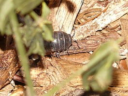 porcellio 膀胱癌,动物,地面 isopod