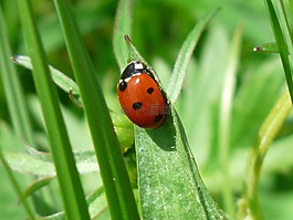 瓢虫,甲虫,红色