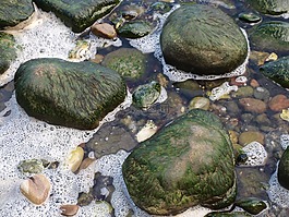 海,石头,海草
