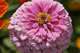 百日草,花,开花