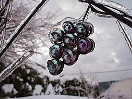 冰,雪,葡萄