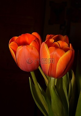 鲜花,郁金香,橙色