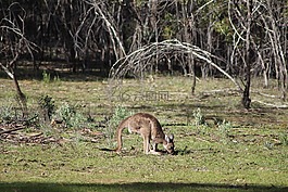 flinders ranges,内陆地区,户外