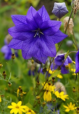 蓝色,蓝色花,蓝色的花