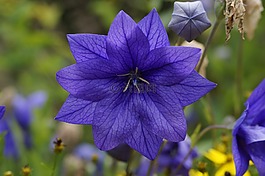 蓝色,蓝色花,蓝色的花