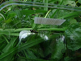 森林蚂蚁皇后,蚁后,木蚂蚁