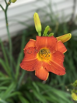 黄花菜,红色橙色的花,自然