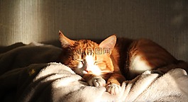 猫,睡,很好