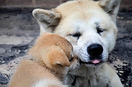 父子,小狗,秋田犬