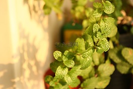 薄荷,植物,绿植