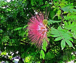 粉红色的花灌木,含羞草,花