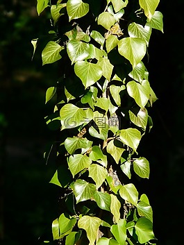 常春藤,常春藤生长,污垢