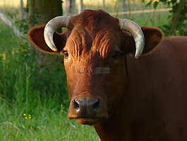 牛,国内牛,牛肉