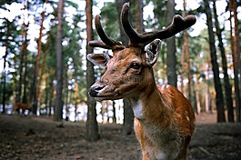 赫尔,森林,野生