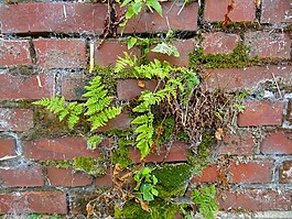 墙,ferns,穆斯