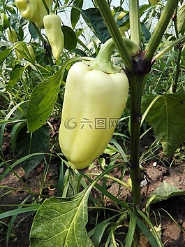 辣椒,蔬菜,温室