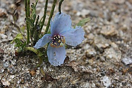 野生花卉,山的花,紫色