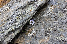 花,岩,自然