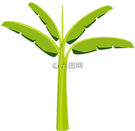 香蕉树,香蕉,树