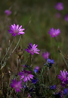菊,工厂,mov