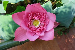 花,莲花,荷花