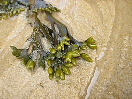 海草,海,海滩