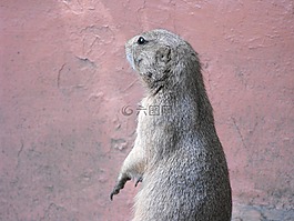 gopher,动物园,动物