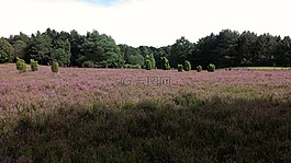 海德,heathland,8 月
