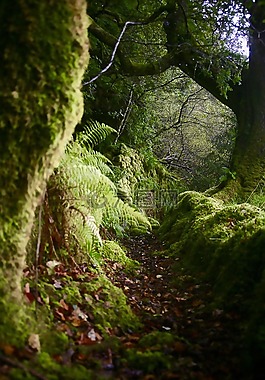 苏格兰,苔,穆迪