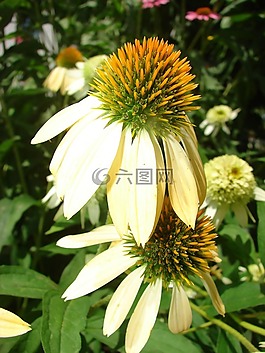 coneflower,黄色,盛开