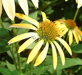 coneflower,黄色,盛开