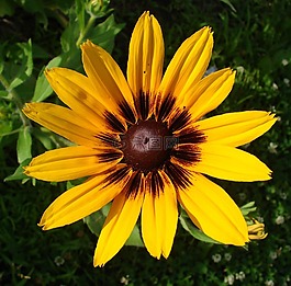 金光菊,希尔,花