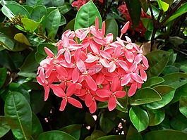 奇葩,龙船花,粉色