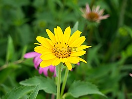 黄色,花瓣,美丽