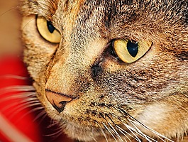 猫,头,女性