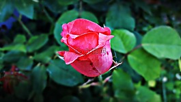 玫瑰,美容,花