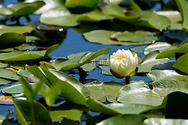 水,花,草本植物