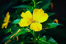 花,污染,自在