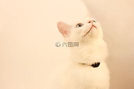 猫,动物,纯色