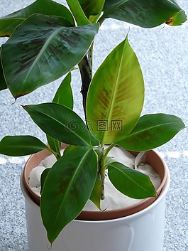香蕉灌木,香蕉树,香蕉植物