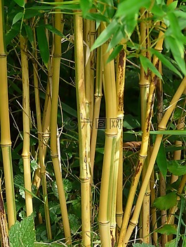 竹,竹杆,金竹筒