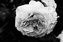 玫瑰,菌群,花