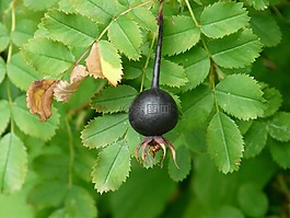 黑玫瑰果,rosa pimpinellifolia,玫瑰果