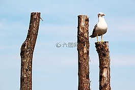 海鸥,peg,桩