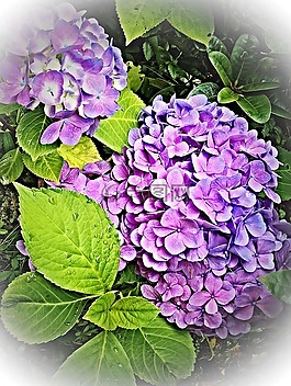 厂,八仙花,灌木