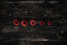 花,花瓣,木