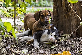 狗,猫,猫友谊