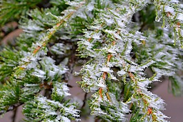 雪松,霜,冰